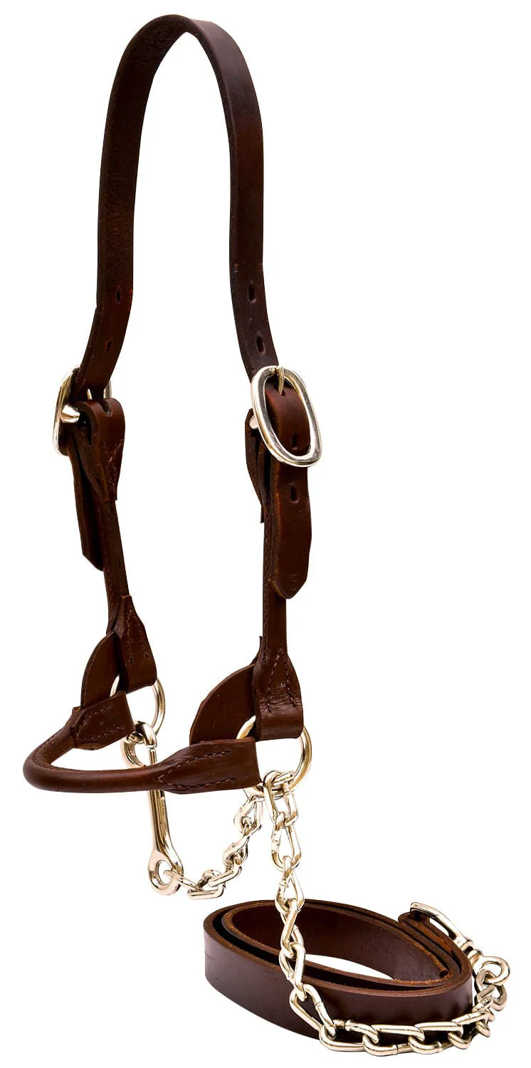 Weaver Leather Classic Rounded Cattle Show Halter, Small - Pet's Shop