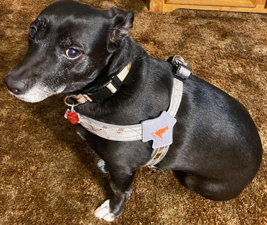 Doggy Tales Realtree Step In V Harness, Snow - Pet's Shop