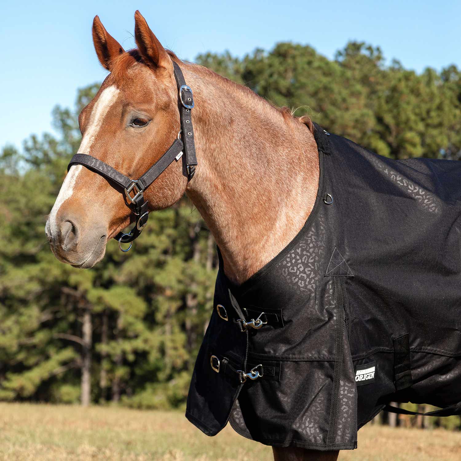 Poplar Head Nylon Horse Halter & Lead Matching Set, Full Size - Pet's Shop