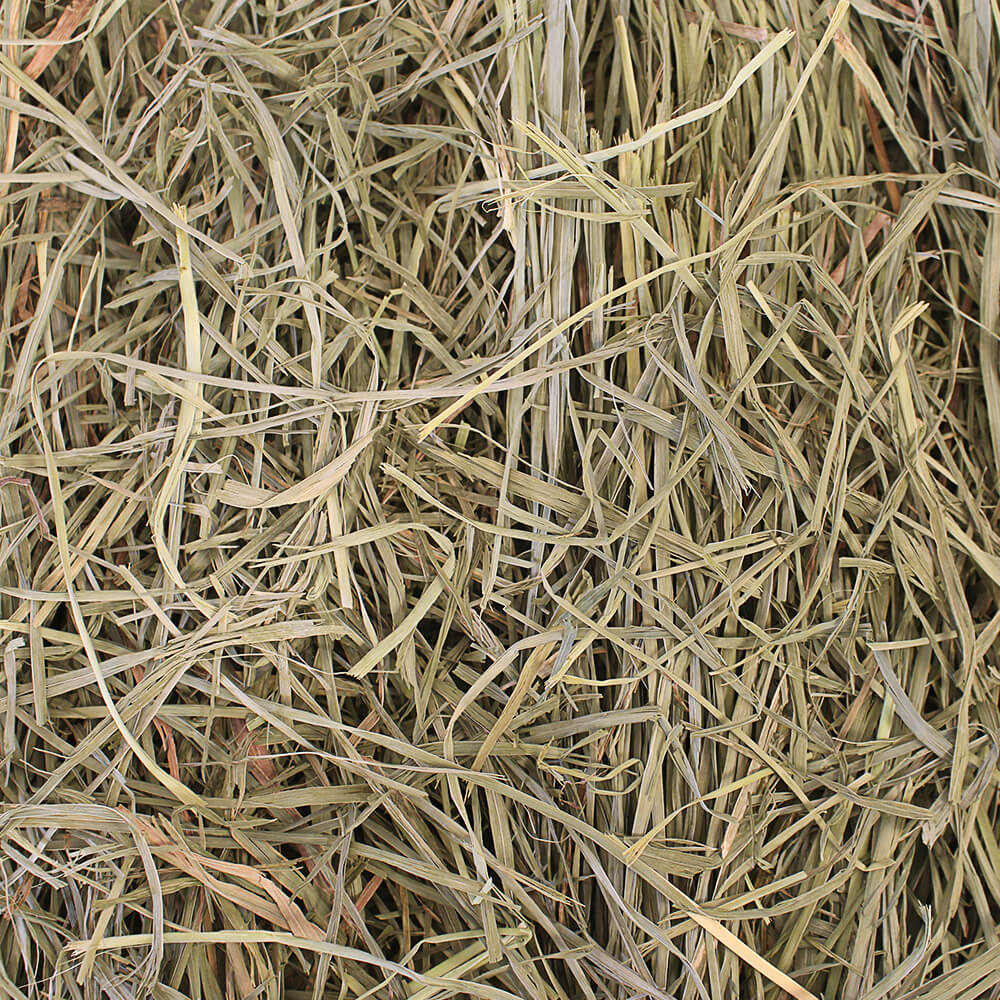 Grandpa's Best Orchard Grass Loose Boxed Hay - Pet's Shop