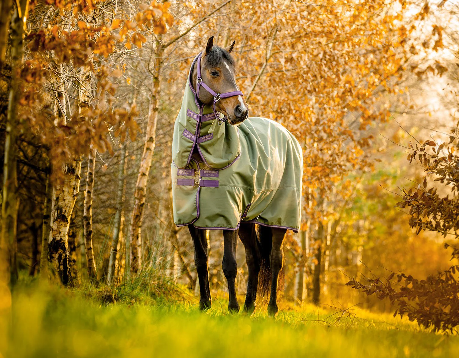 Amigo Hero Ripstop Plus, 100 Gram, Bramble/Winterberry - Pet's Shop