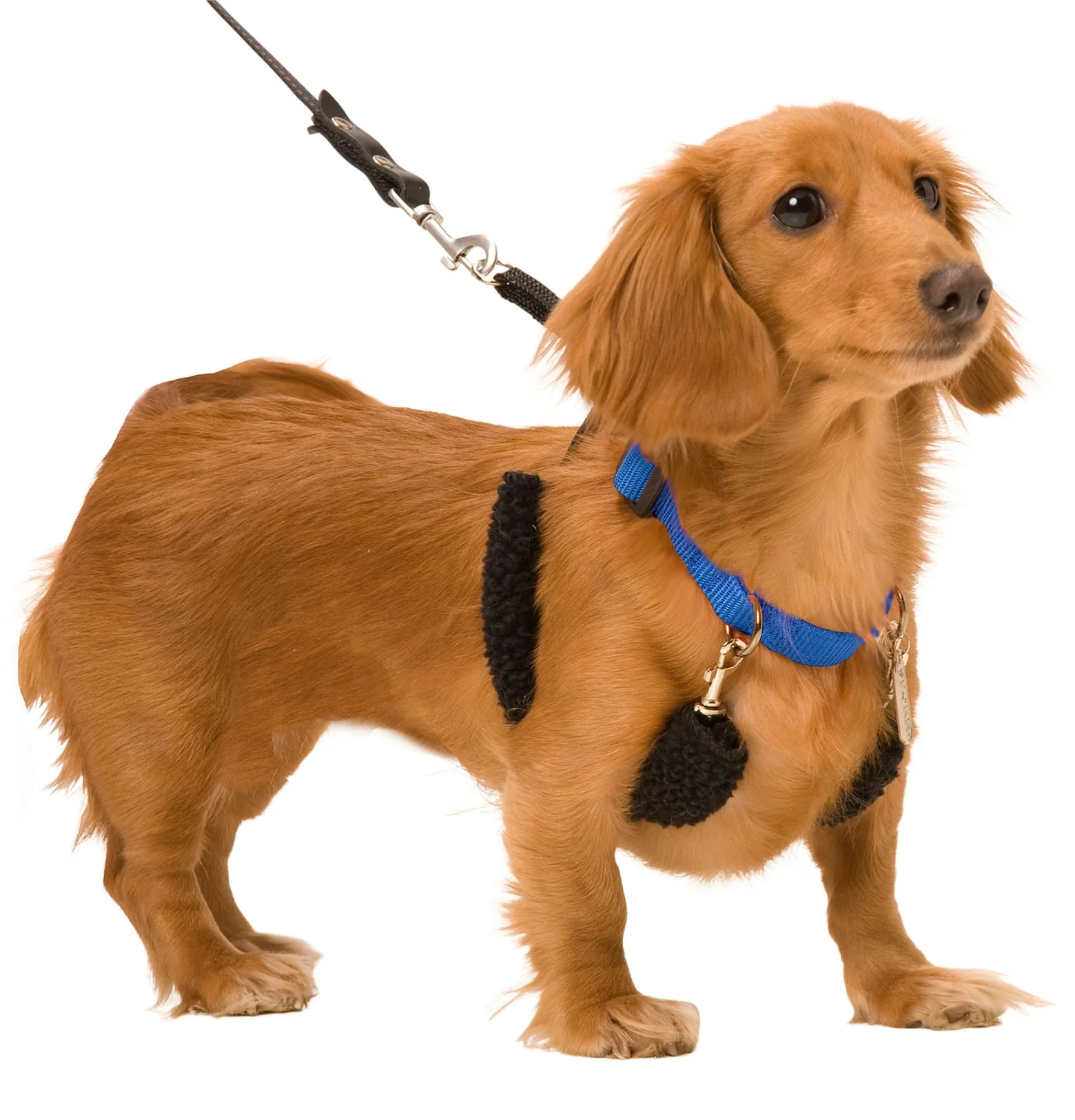 Original Sporn Training Halter, Blue - Pet's Shop