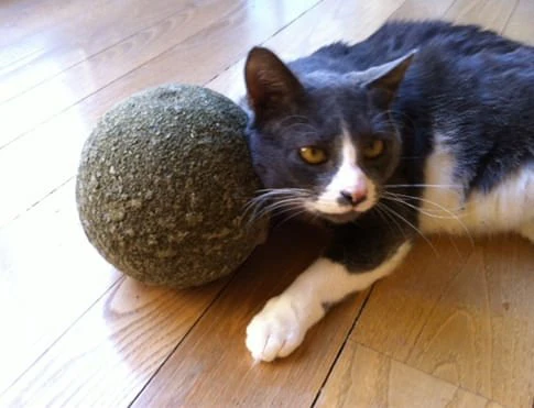 Clawbreakers - Pet's Shop