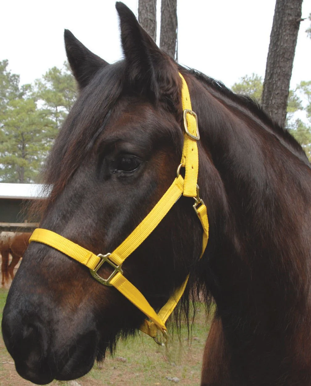 Triple E Nylon Draft Horse Halter, medium (1600-2000 lb) - Pet's Shop