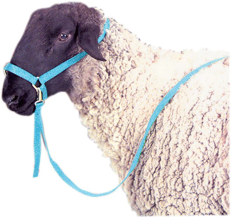 Nylon Sheep Halter & Lead Set, 3/4