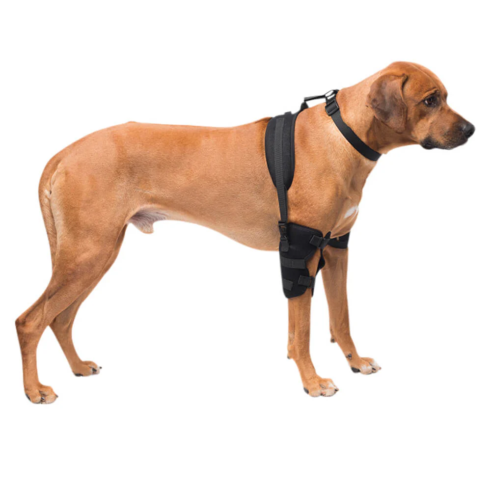 Caldera Pet Therapy Elbow Wrap with Therapy Gel, Large - Pet's Shop