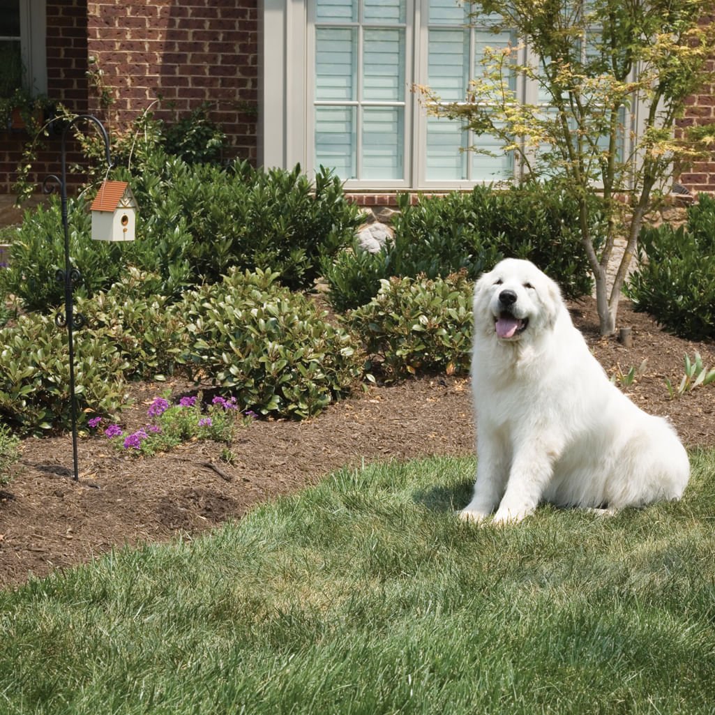 PetSafe Outdoor Dog Barking Control - Pet's Shop