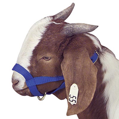 Goat Halter - Pet's Shop