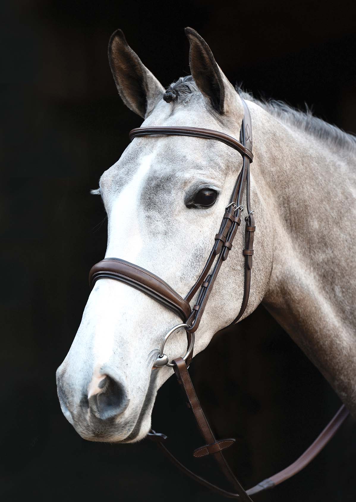 Collegiate Mono Crown Padded Raised Cavesson Bridle - Pet's Shop