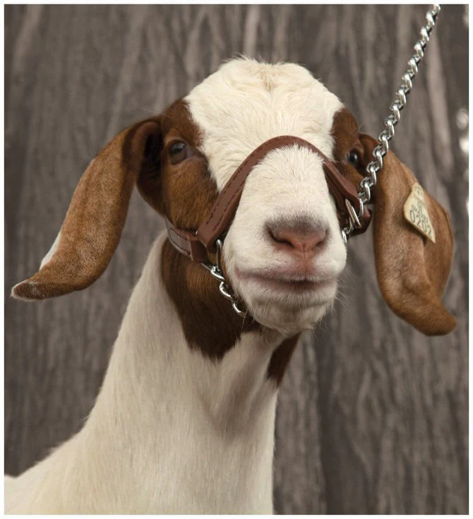 Brahma Webb Show Goat Halter - Pet's Shop