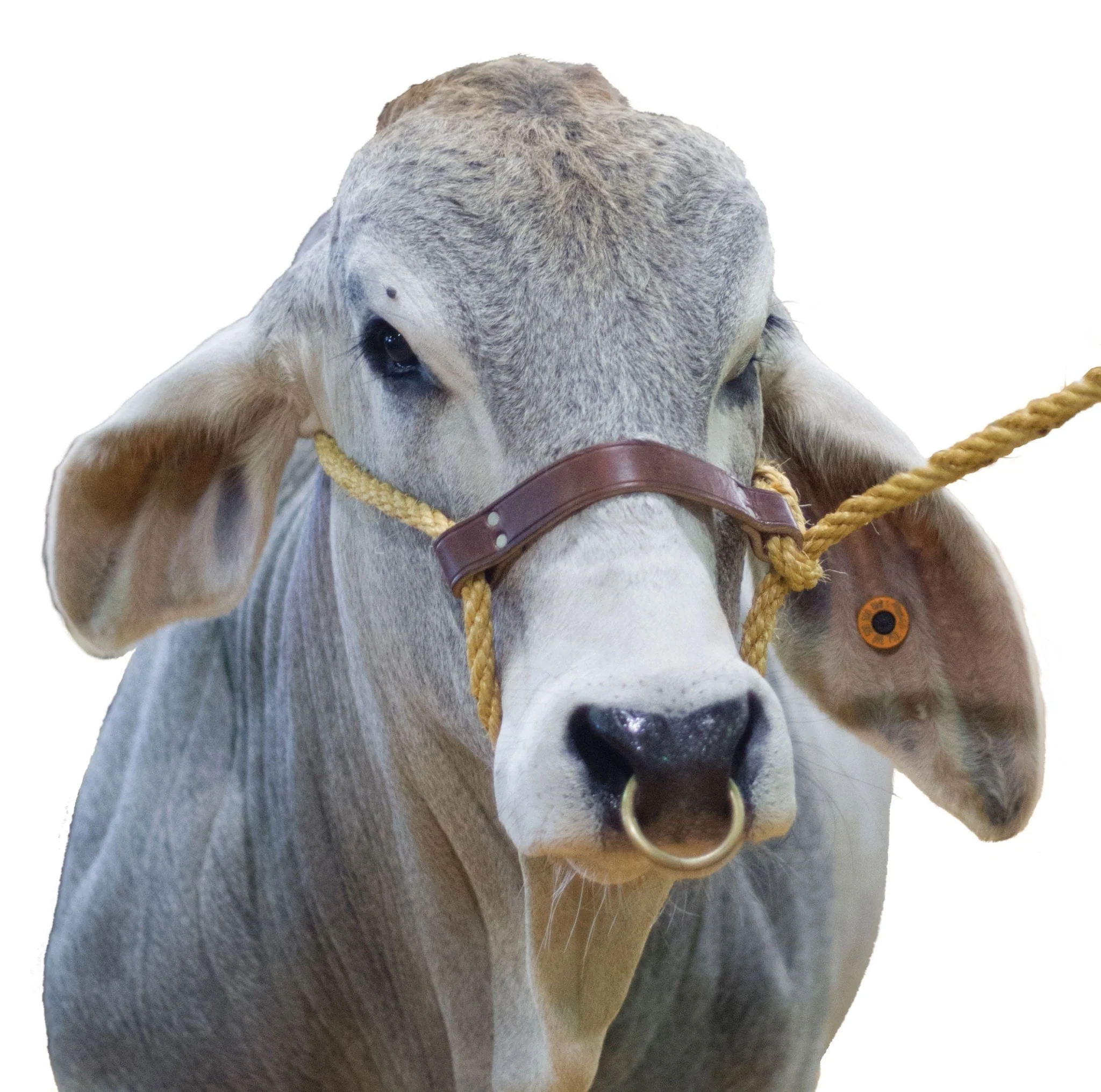 Bull Rings with Screws - Pet's Shop