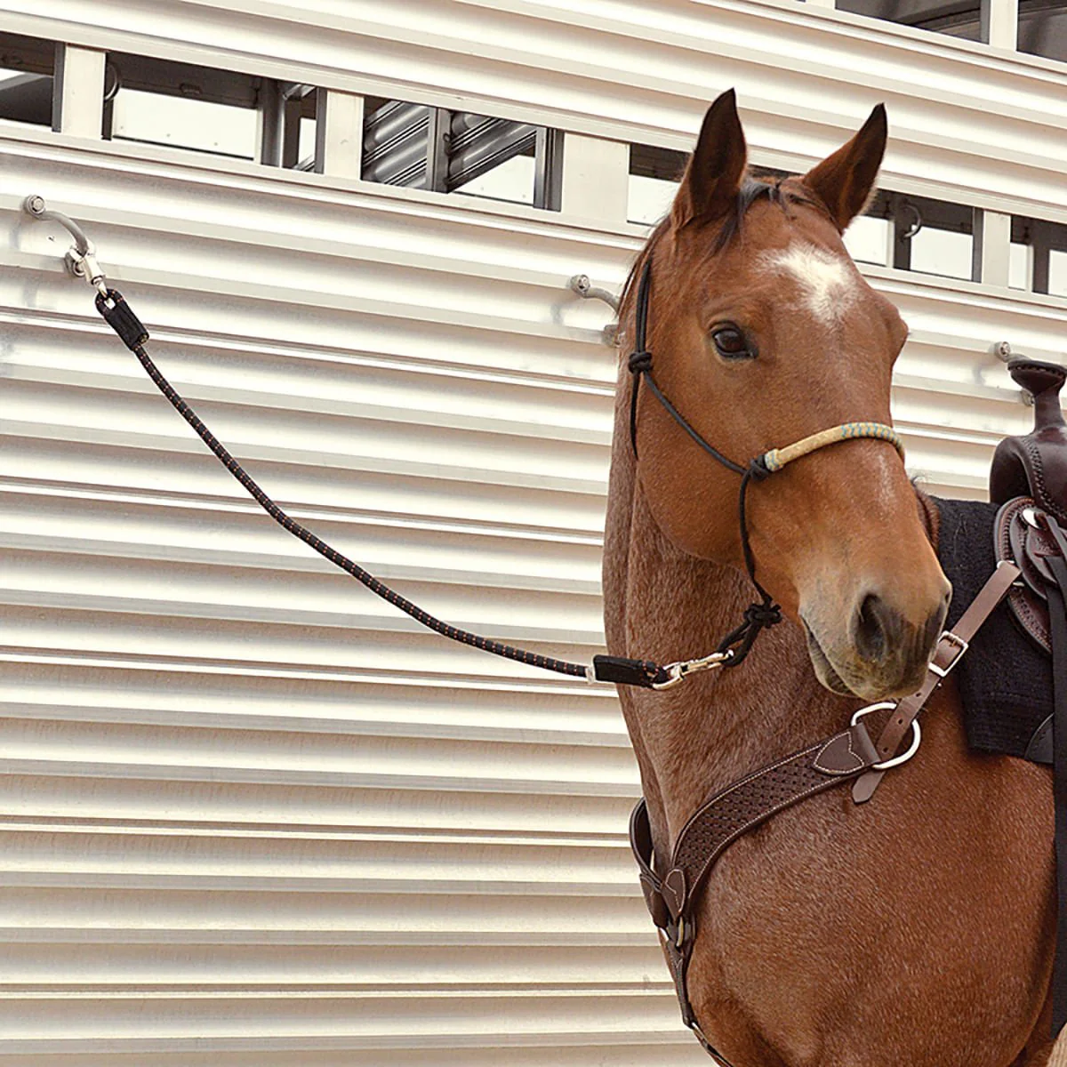 Cashel Triple Shock Cord - Pet's Shop