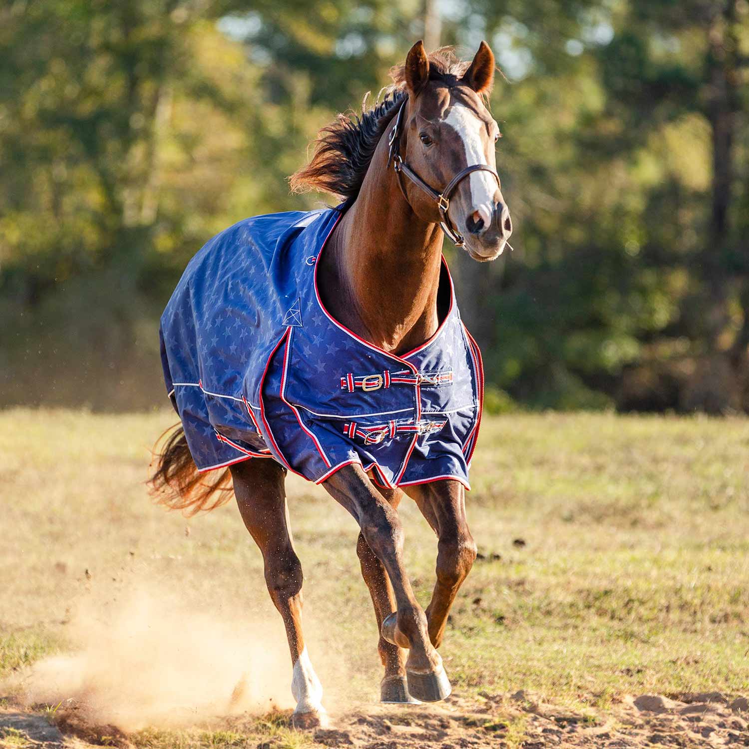 Poplar Head Origin 600 Denier Turnout Blanket, 240 Gram, Allegiance - Pet's Shop