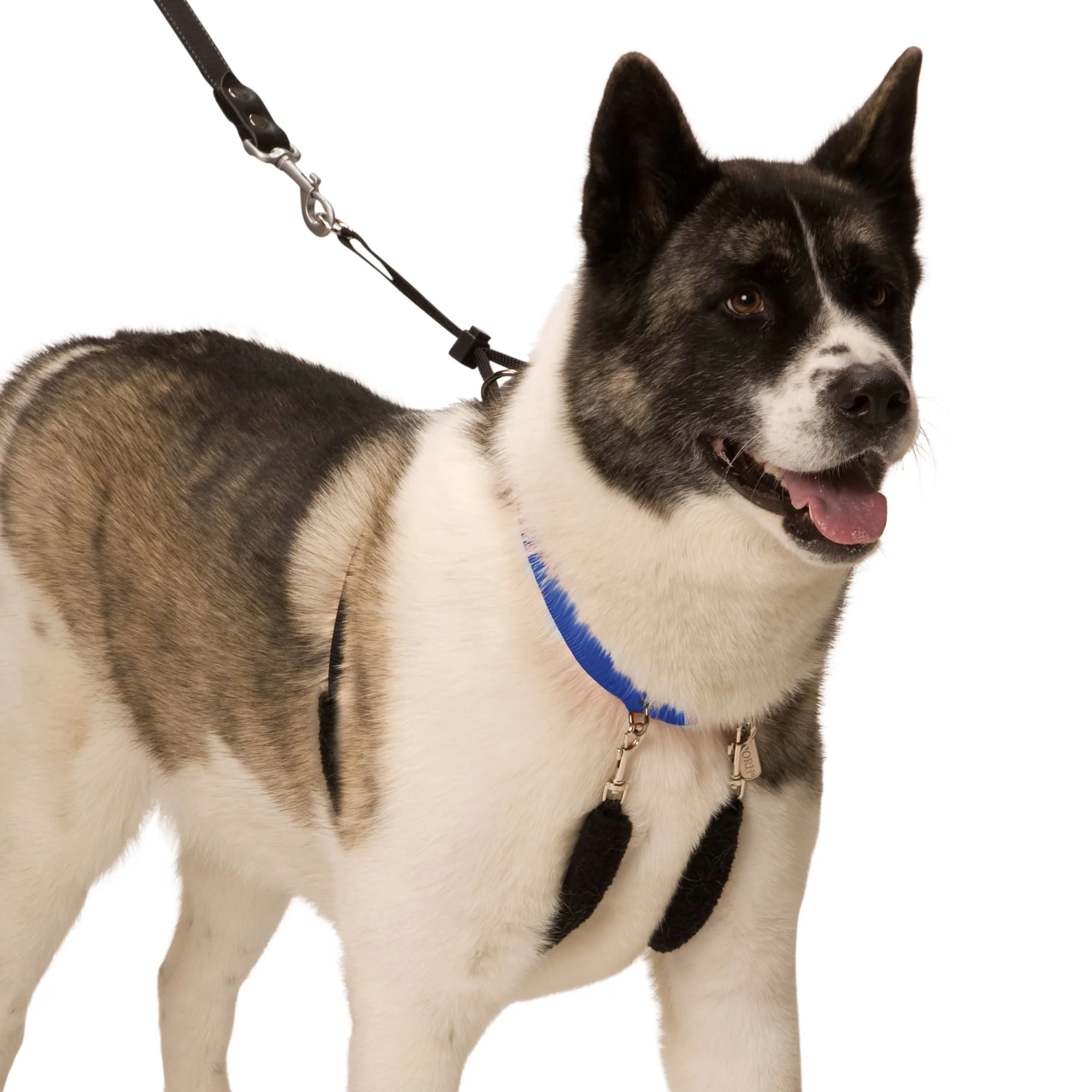 Original Sporn Training Halter, Blue - Pet's Shop