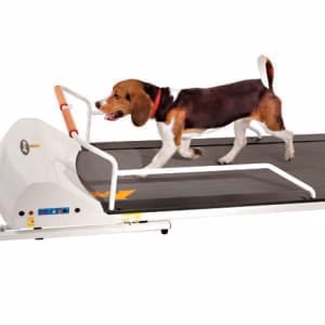 PetRun Small Medium Breed Treadmill (PR720F) - Pet's Shop