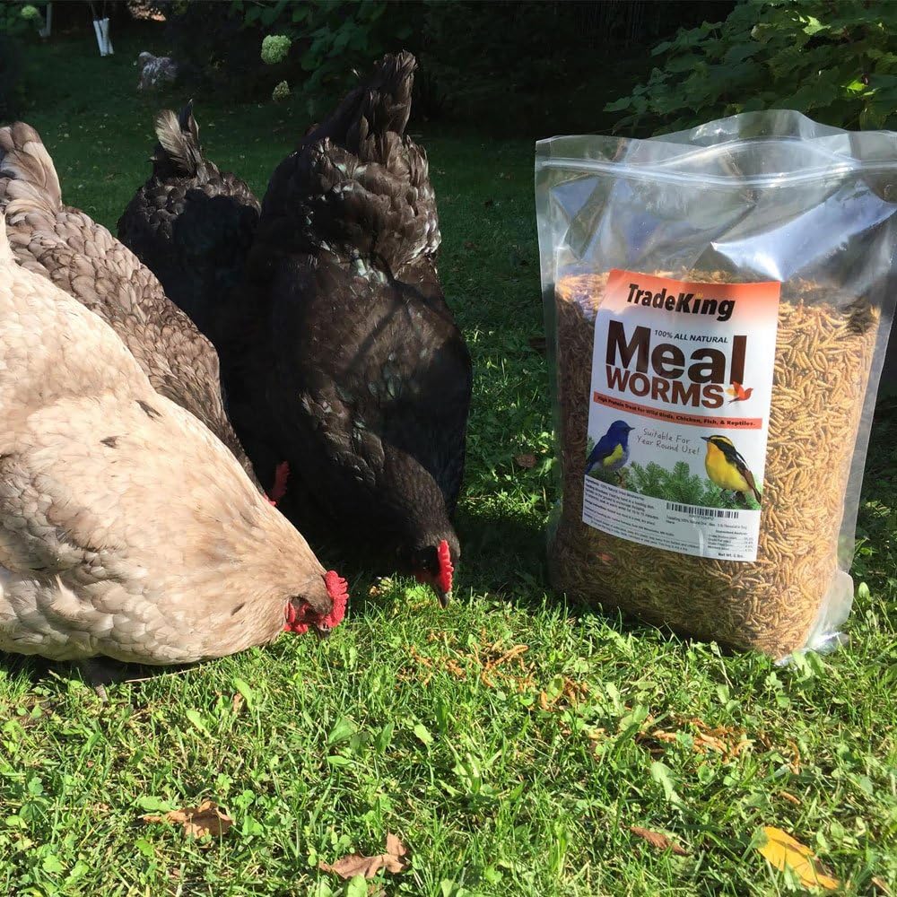 Dried Mealworms - Pet's Shop
