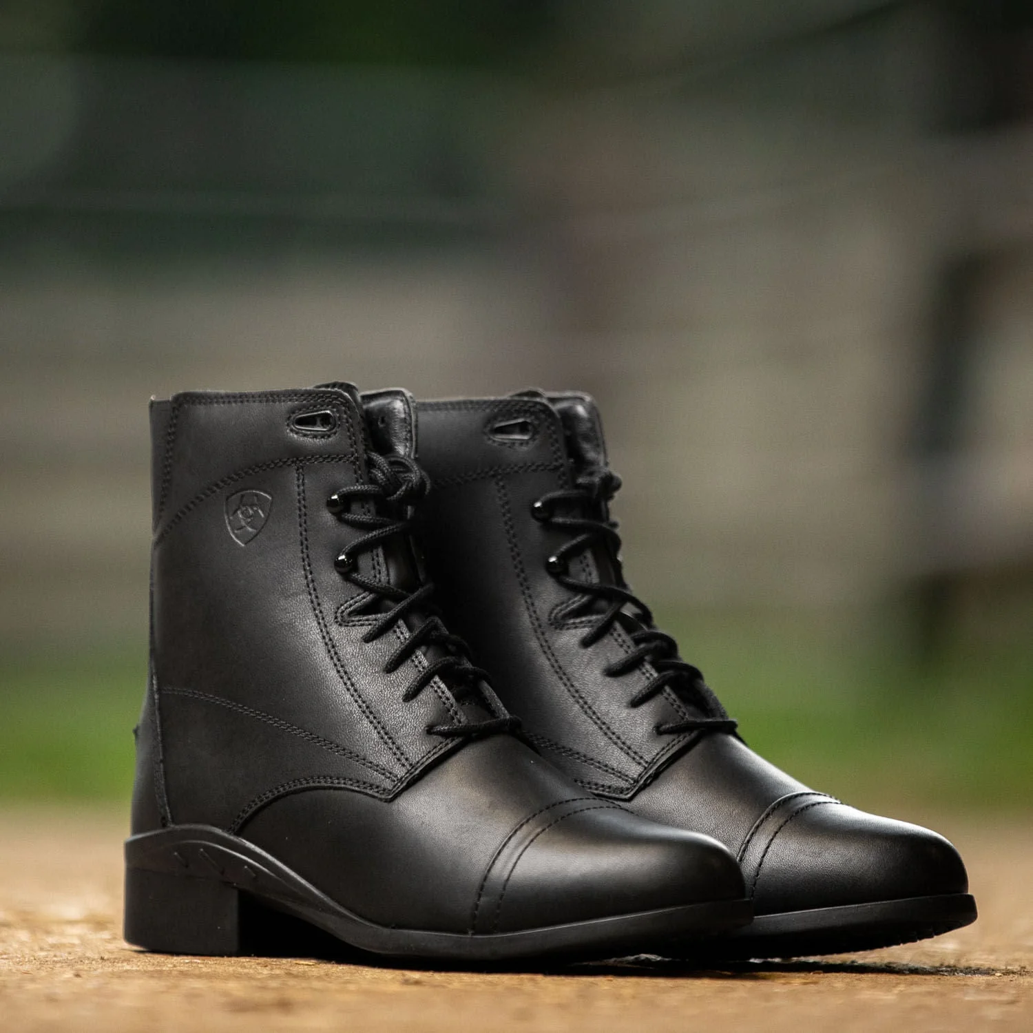 Ariat Women's Scout Paddock Boot, Black - Pet's Shop