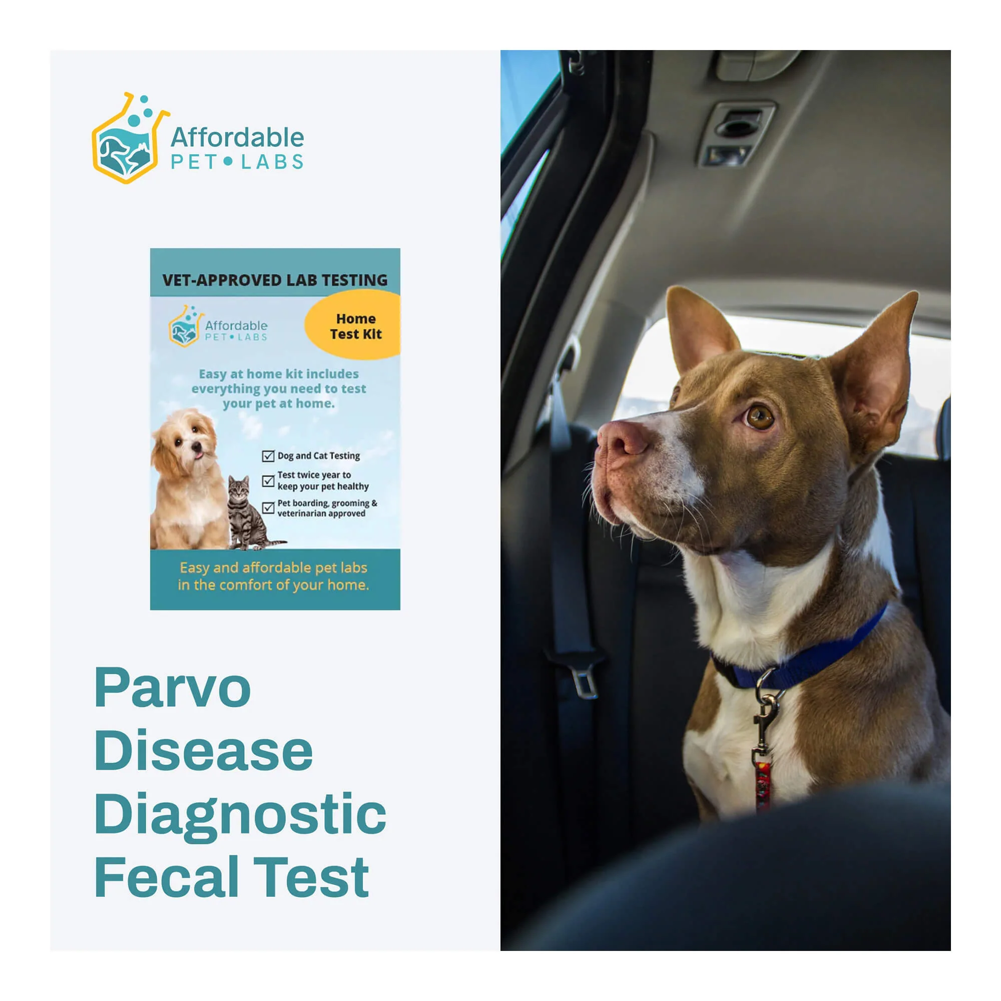 Affordable Pet Labs - Parvo Disease Diagnostic Fecal Test For Dogs, Easy Home Kit - Pet's Shop