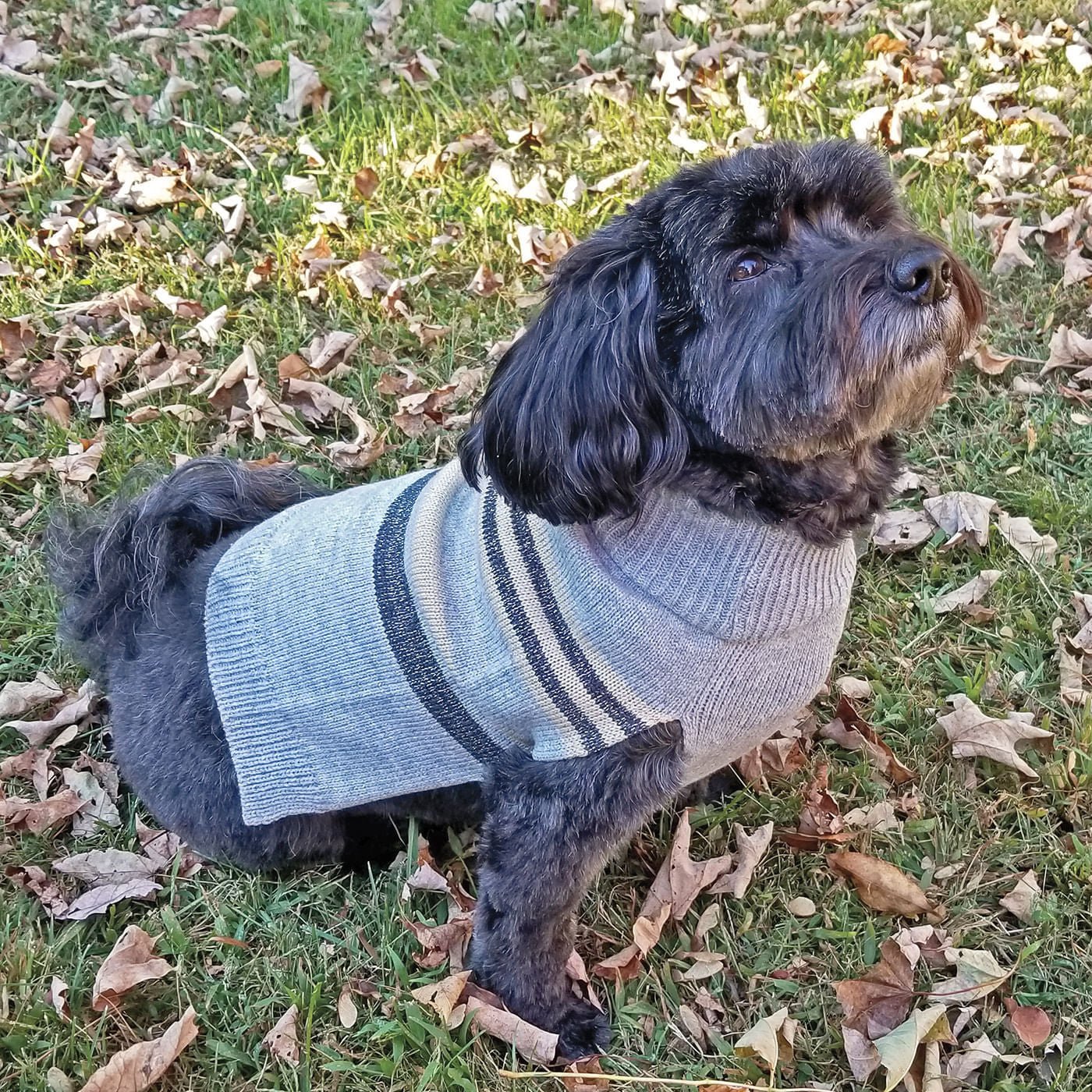 Shimmer Stripes Dog Sweater - Pet's Shop