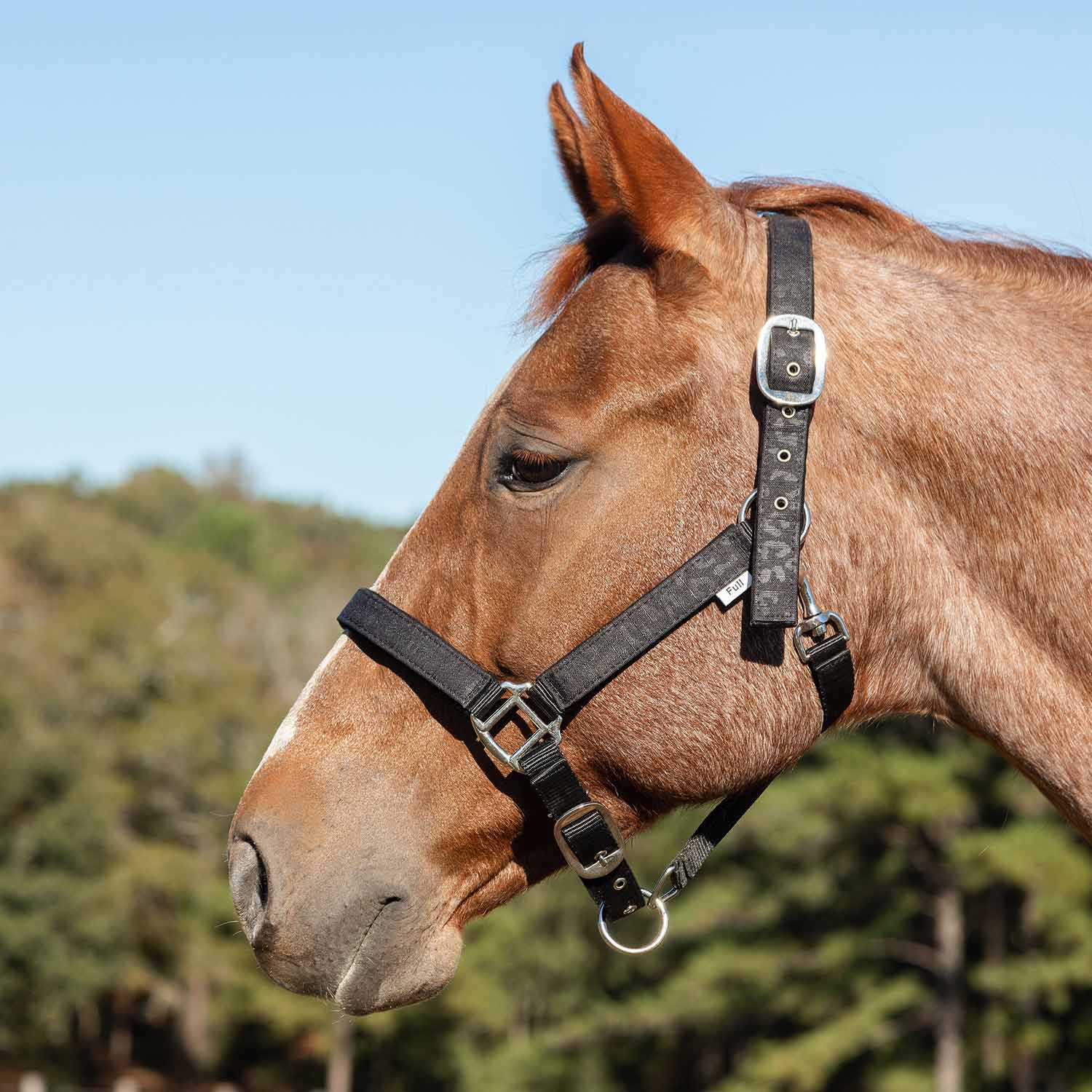 Poplar Head Nylon Horse Halter & Lead Matching Set, Full Size - Pet's Shop