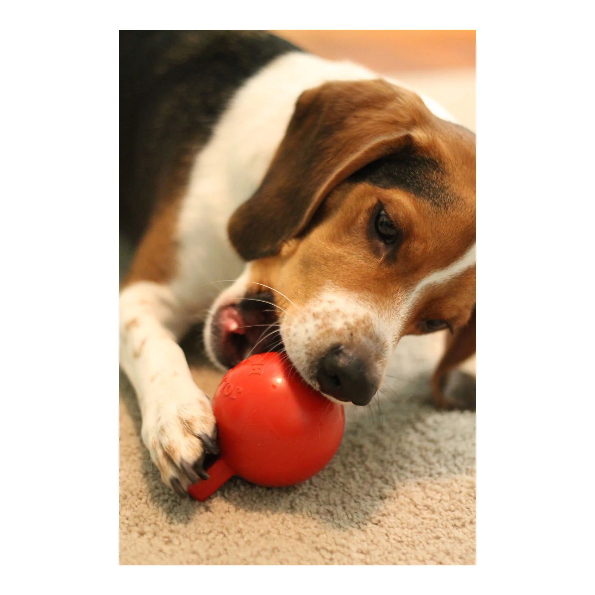 Jolly Tug-N-Toss, Mini - Pet's Shop